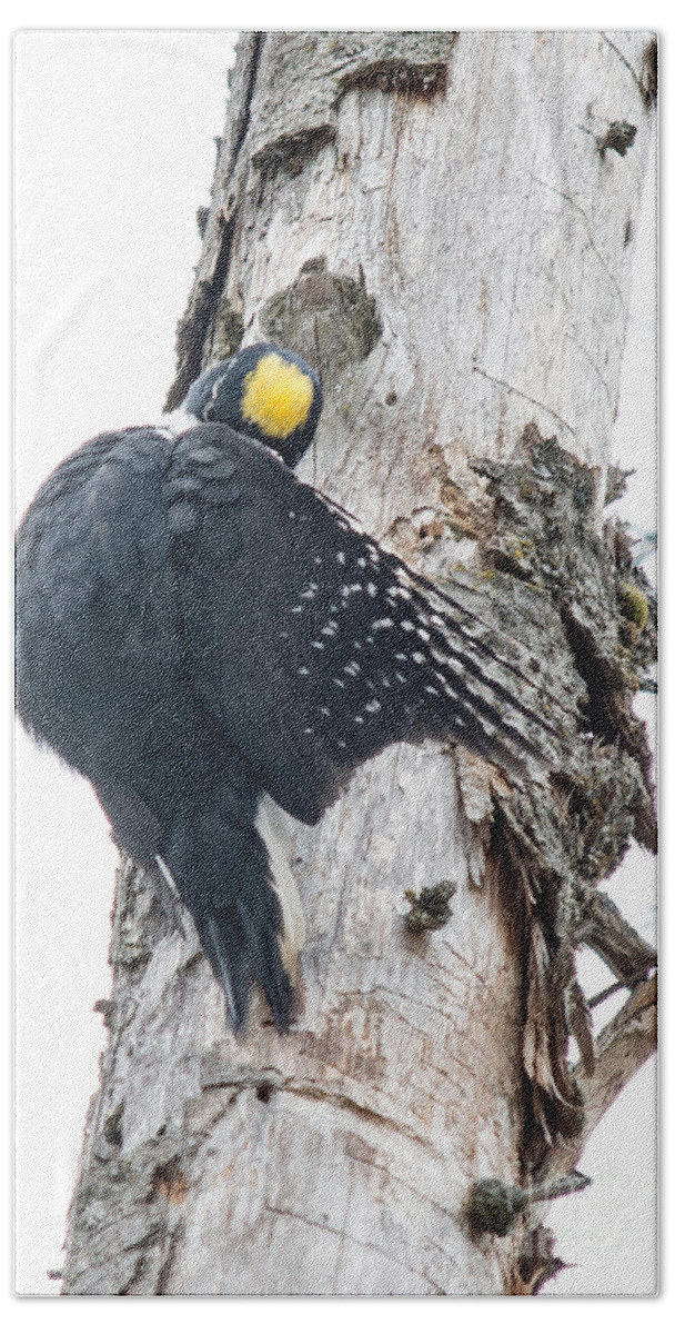 Black-backed Woodpecker Bath Towel featuring the photograph Under Cover Black-Backed by Cheryl Baxter