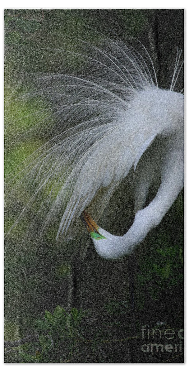 Animals Bath Towel featuring the photograph Under My Wing by John F Tsumas