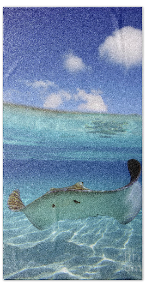 Above Bath Towel featuring the photograph Underwater Stingray 3 by M Swiet Productions