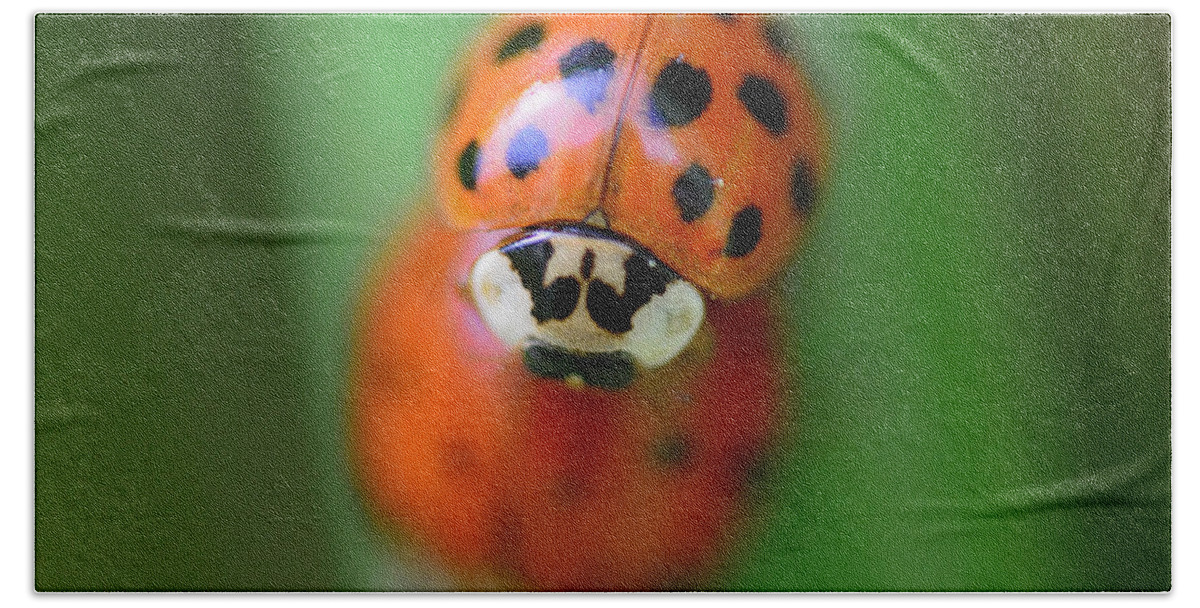 Ladybug Hand Towel featuring the photograph Unladylike by Donna Blackhall
