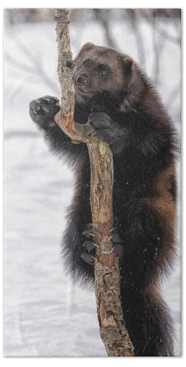 Wolverine Bath Towel featuring the photograph Up a Tree by Wade Aiken