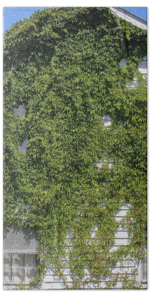 Stacy Hand Towel featuring the photograph Vines and White Walls by Paula OMalley