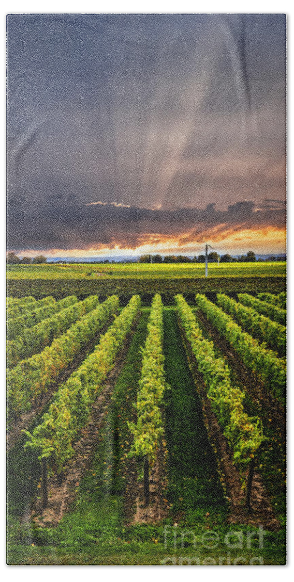 Vineyard Hand Towel featuring the photograph Vineyard and sunset sky by Elena Elisseeva