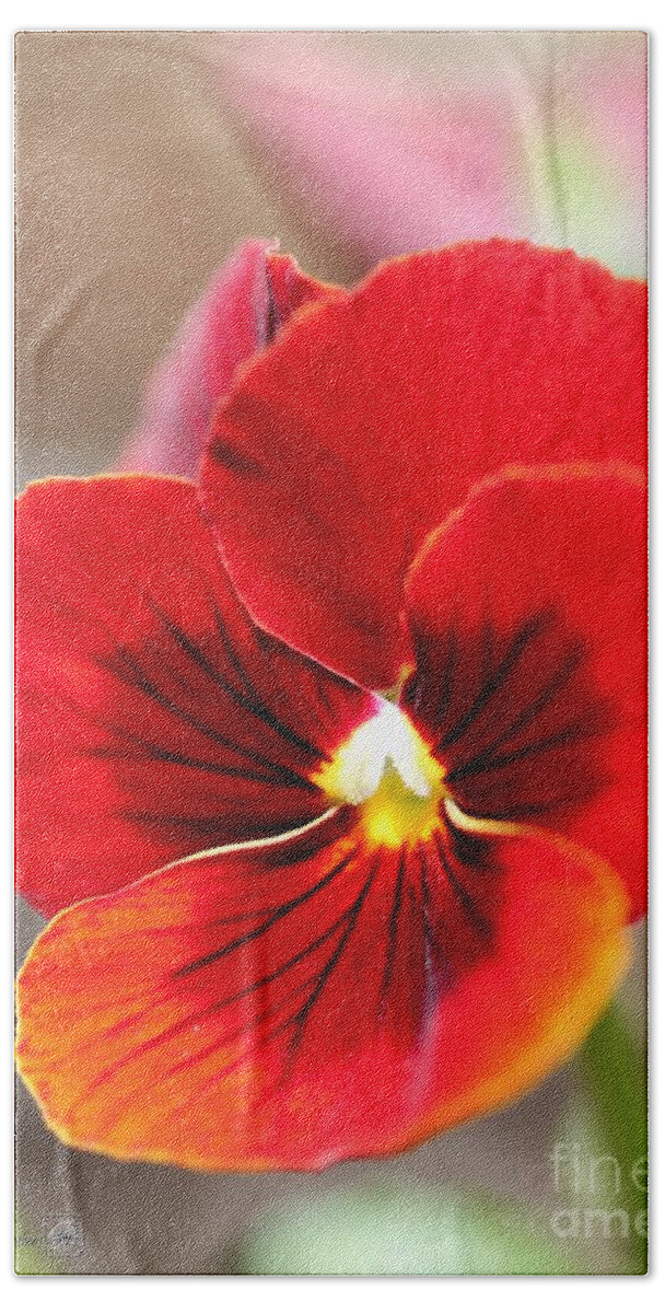 Mccombie Bath Sheet featuring the photograph Viola named Penny Red Blotch by J McCombie