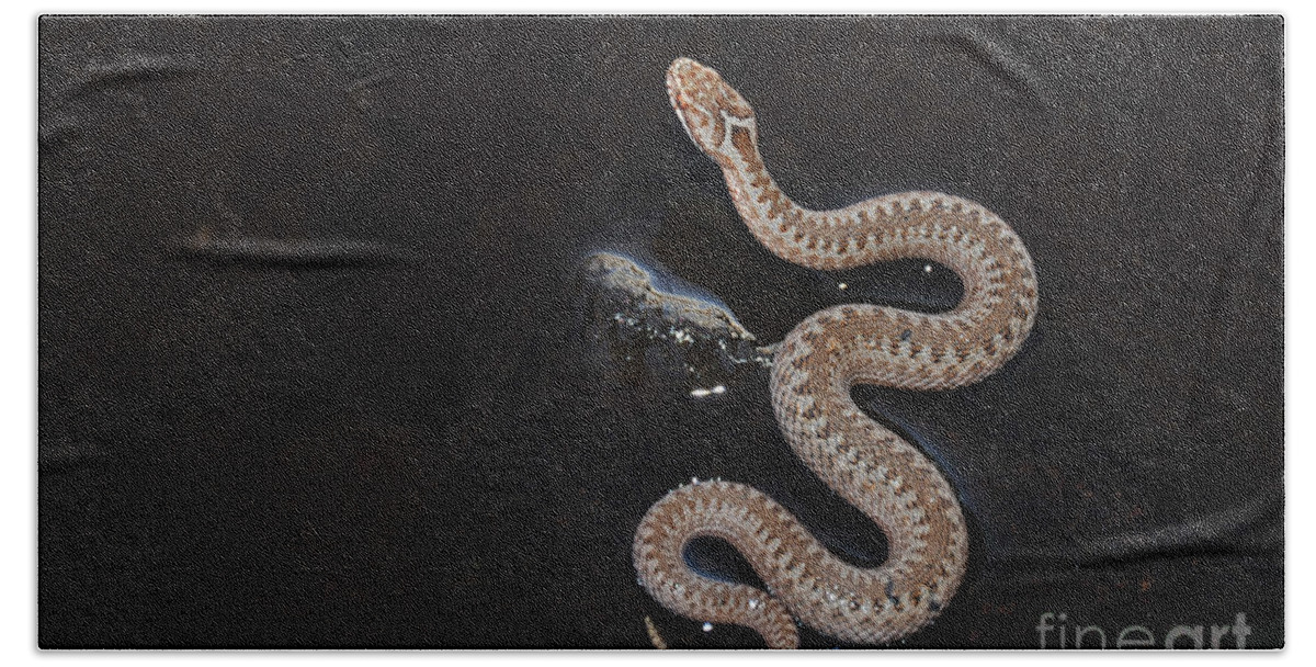 Snake Bath Towel featuring the photograph Viper by Randi Grace Nilsberg