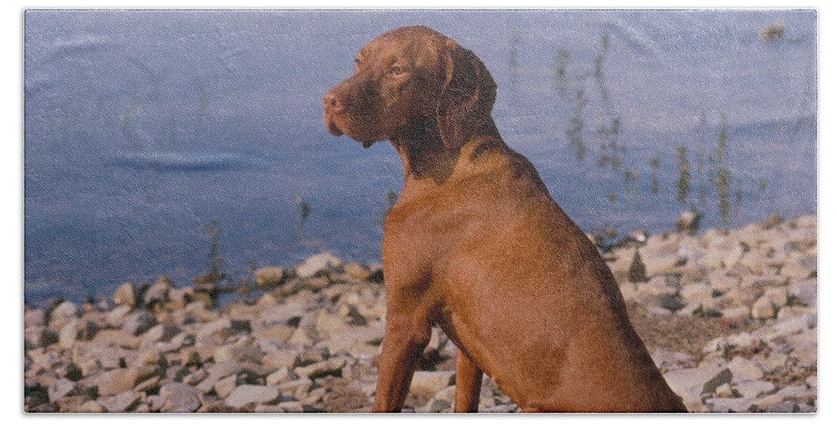 Animal Hand Towel featuring the photograph Vizsla by Jeanne White