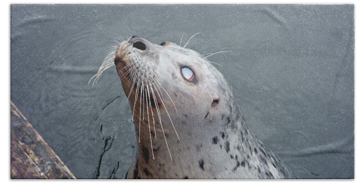 Seal Bath Towel featuring the photograph Waiting For a Snack by Micki Findlay