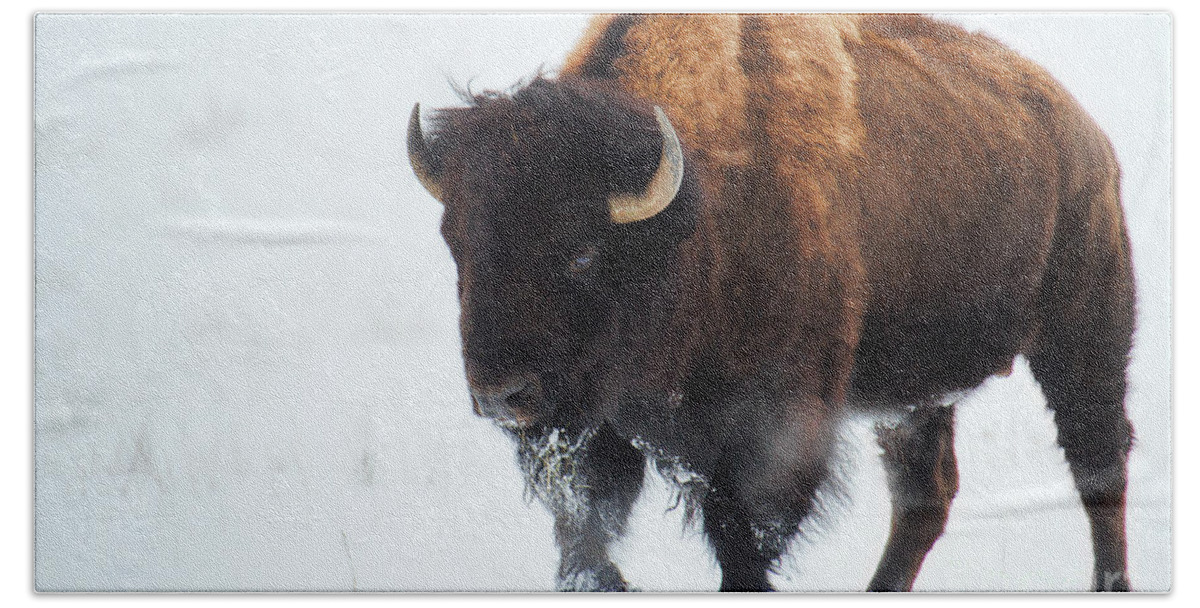 Buffalo Hand Towel featuring the photograph Waiting for Spring by Jim Garrison