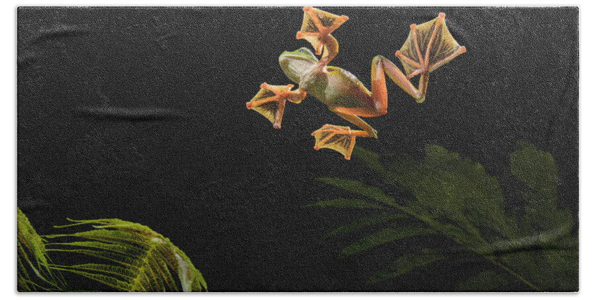 Ch'ien Lee Hand Towel featuring the photograph Wallaces Flying Frog Danum Valley Sabah by Ch'ien Lee