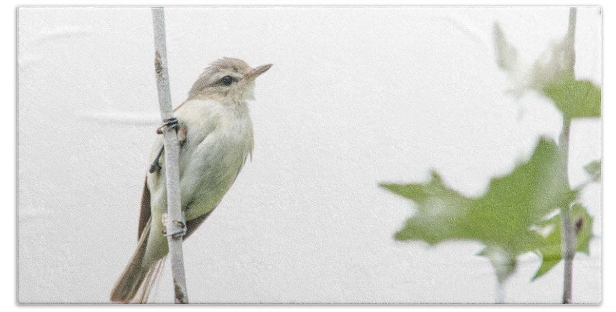 Ontario Bath Towel featuring the photograph Warbling Vireo by Cheryl Baxter