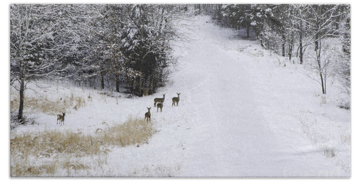 Wild Bath Towel featuring the photograph Wary - Deer by Mary Carol Story