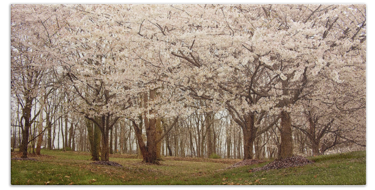 Flower Hand Towel featuring the photograph Washington DC Cherry Blossoms by Kim Hojnacki