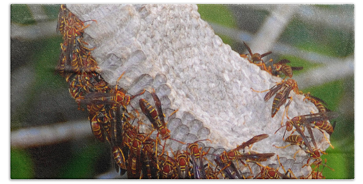 Paper Wasp Bath Towel featuring the photograph Wasp Nest Everglades Florida. by David Lee Thompson