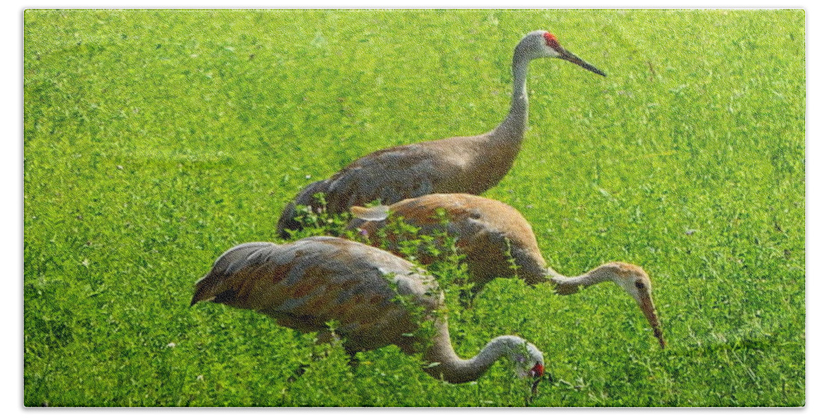 Sandhill Crane Hand Towel featuring the photograph Watch Out by Kimberly Woyak