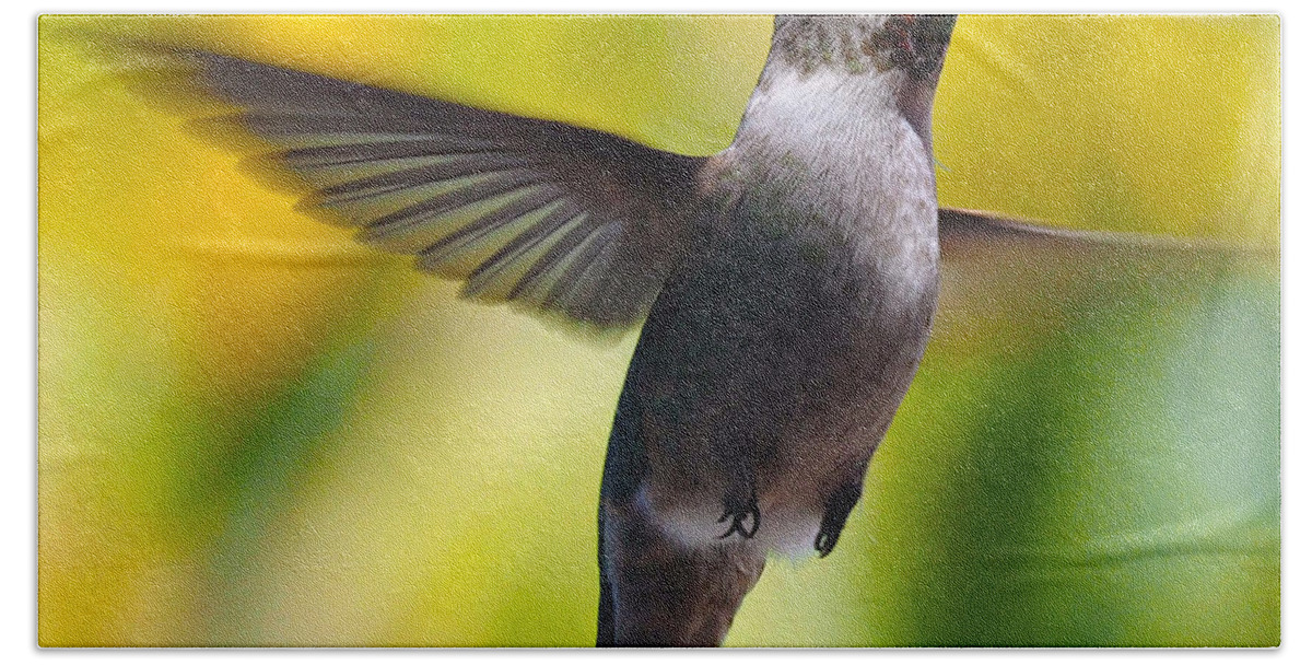 Hummingbirds Bath Towel featuring the photograph Watching You by Joe Schofield