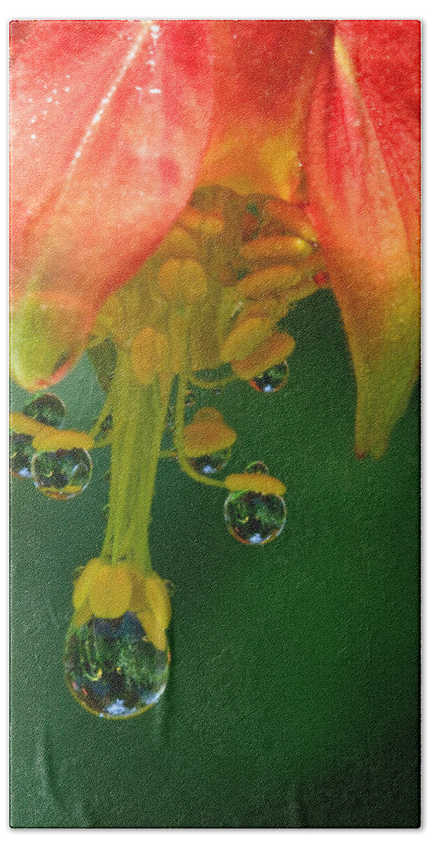 Columbine Hand Towel featuring the photograph Water Droplets by Beth Sargent
