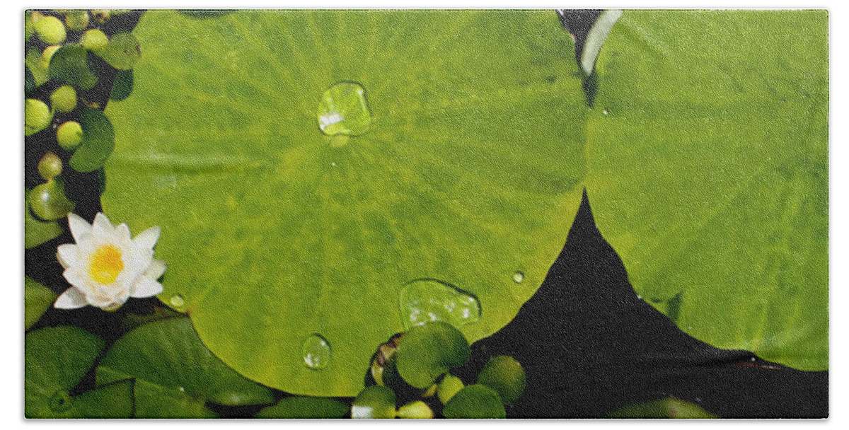 Lily Pad Photograph Hand Towel featuring the photograph Water drops Bristol Rhode Island by Tom Prendergast
