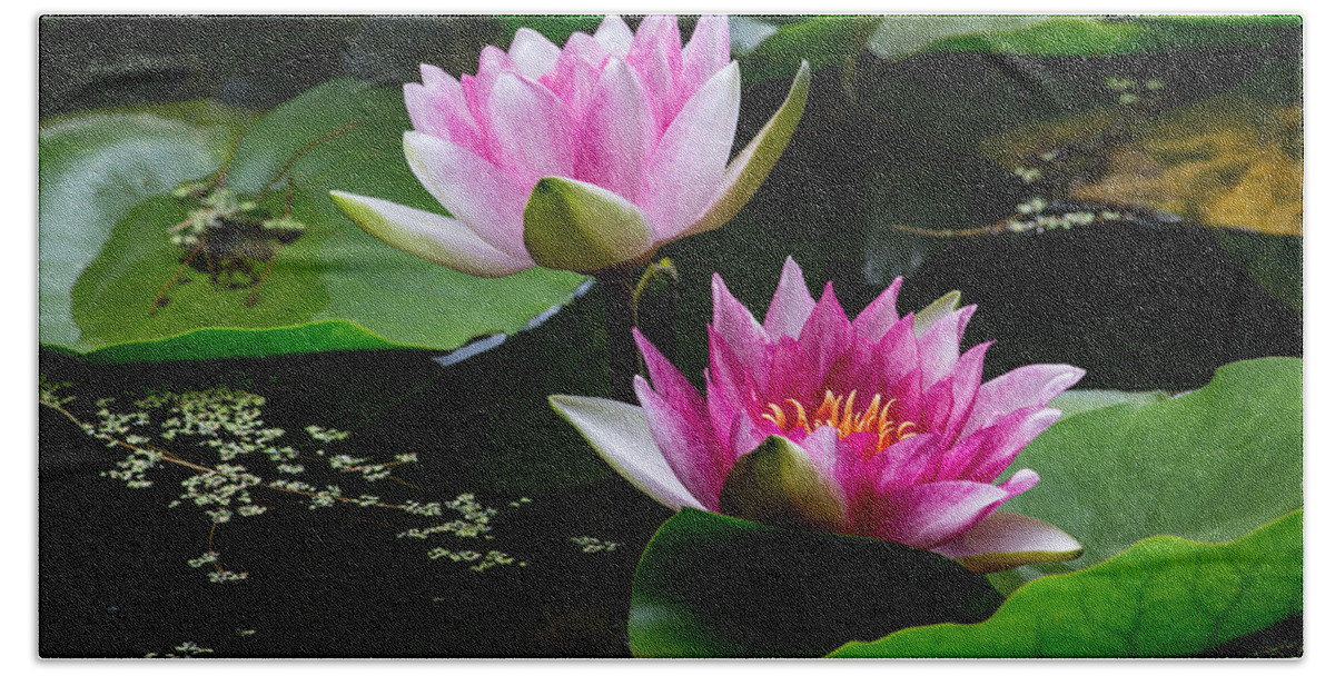 Water Garden Delight Hand Towel featuring the photograph Water Garden Delight by Dale Kincaid
