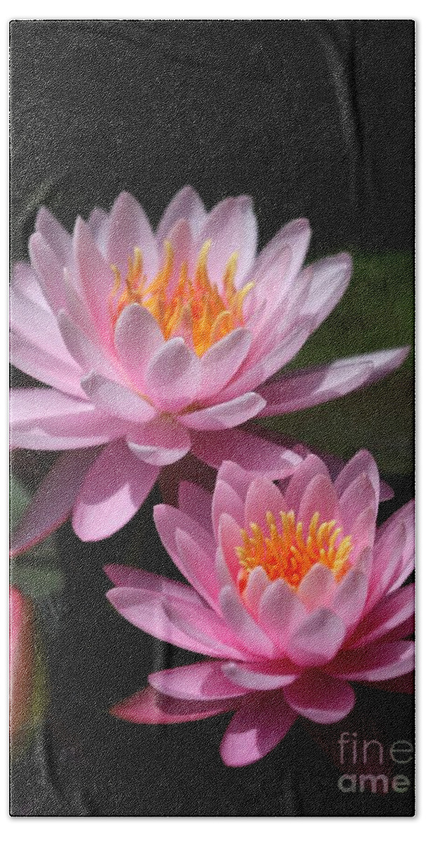 Water Lilies Hand Towel featuring the photograph Water Lilies Love the Sun by Sabrina L Ryan