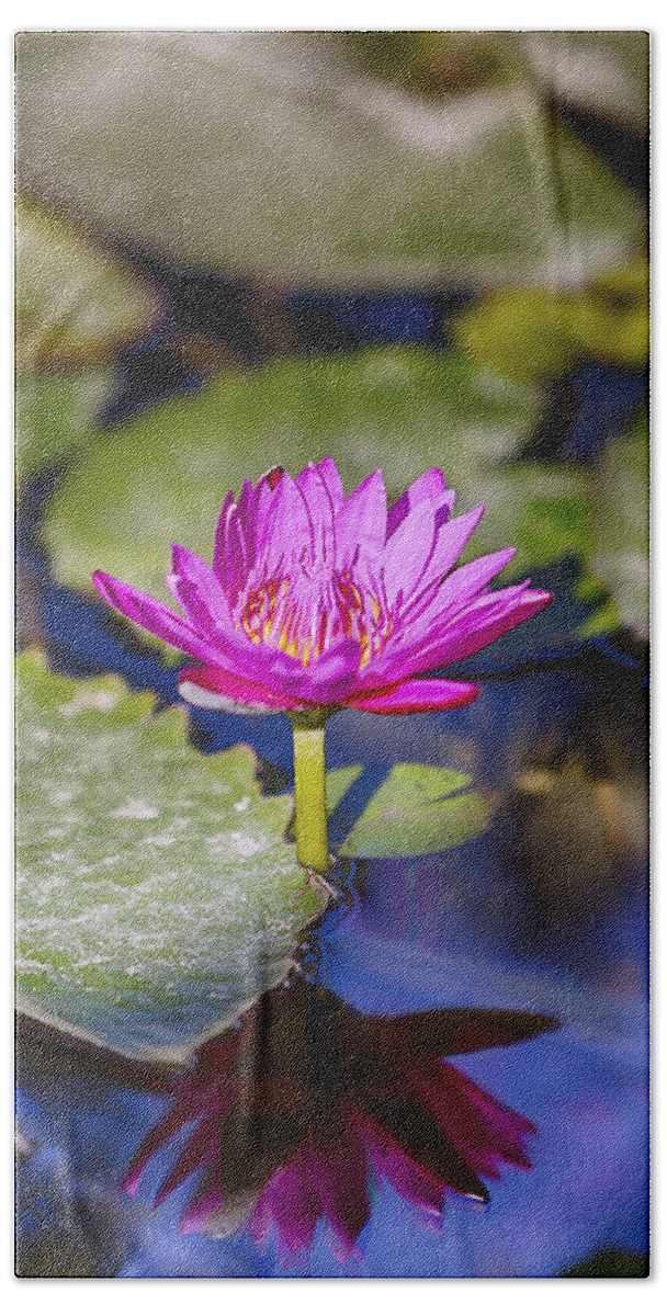Water Lily Hand Towel featuring the photograph Water Lily 5 by Scott Campbell
