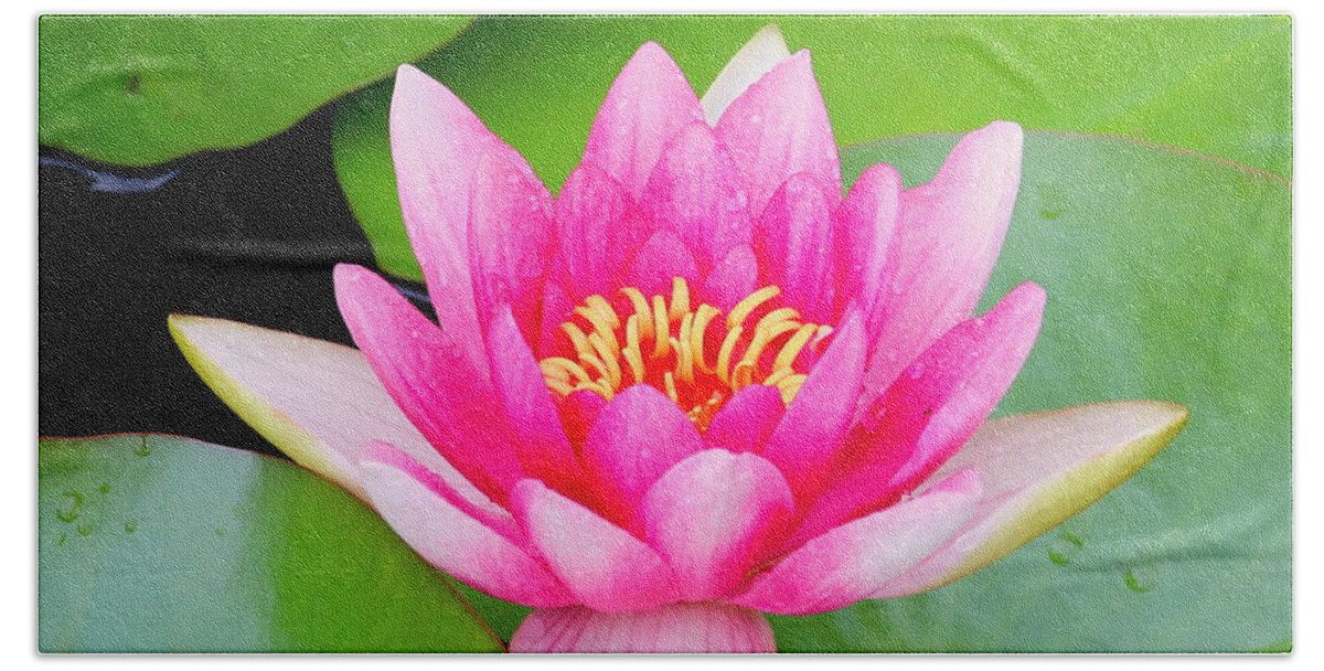 Blossom Hand Towel featuring the photograph Water lily by Amanda Mohler