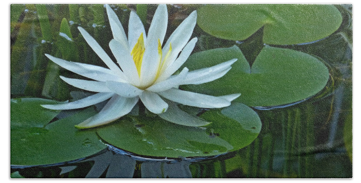 Lily Bath Towel featuring the photograph Water Lily and Reflection by Pete Trenholm
