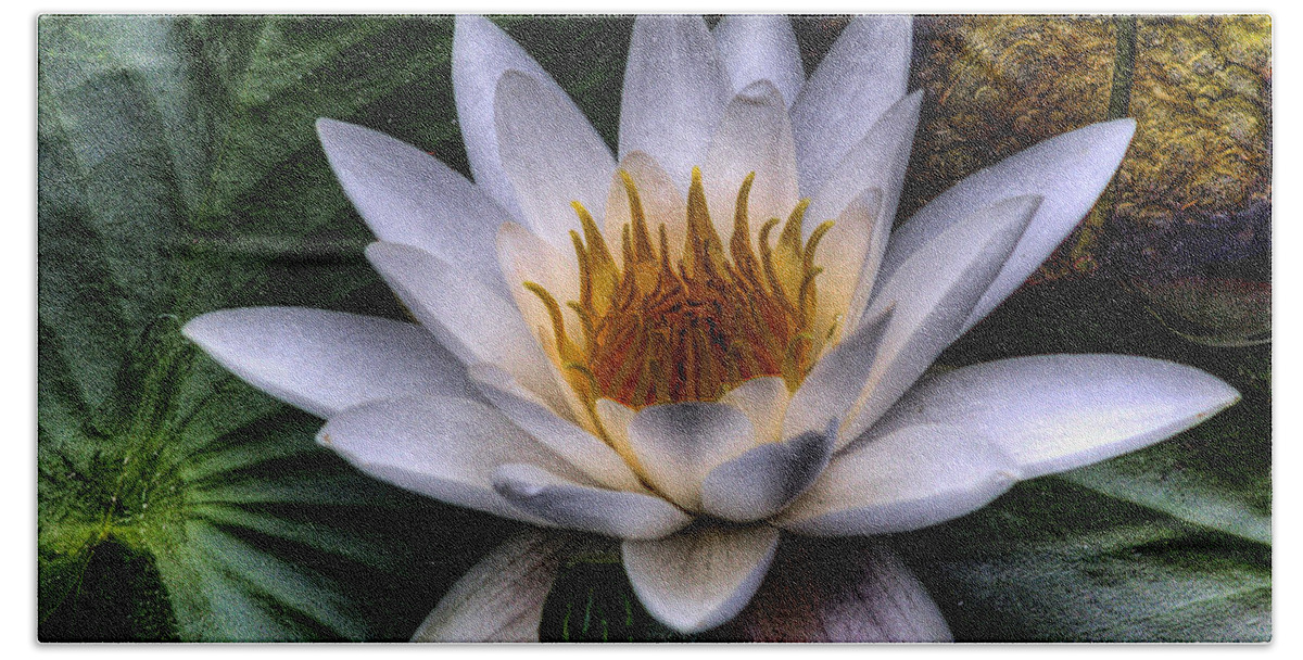 Water Lilly Hand Towel featuring the photograph Water Lily by David Patterson