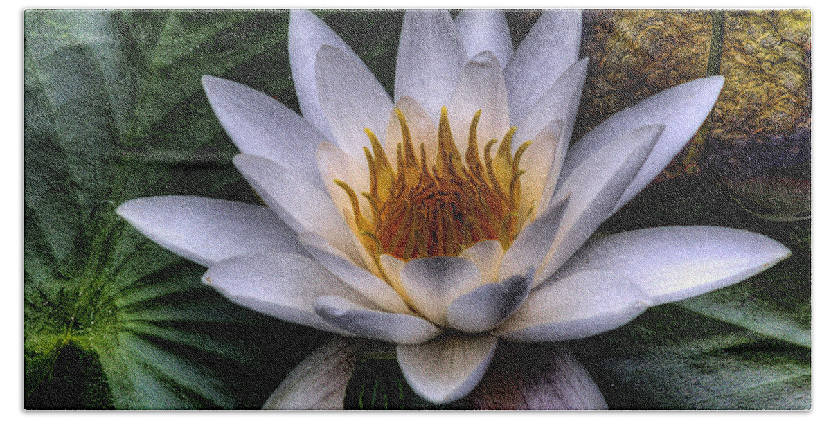 Water Lilly Bath Towel featuring the photograph Water Lily by David Patterson