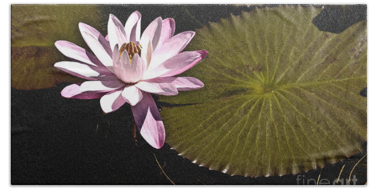 Water Llilies Bath Towel featuring the photograph Water Lily by Heiko Koehrer-Wagner