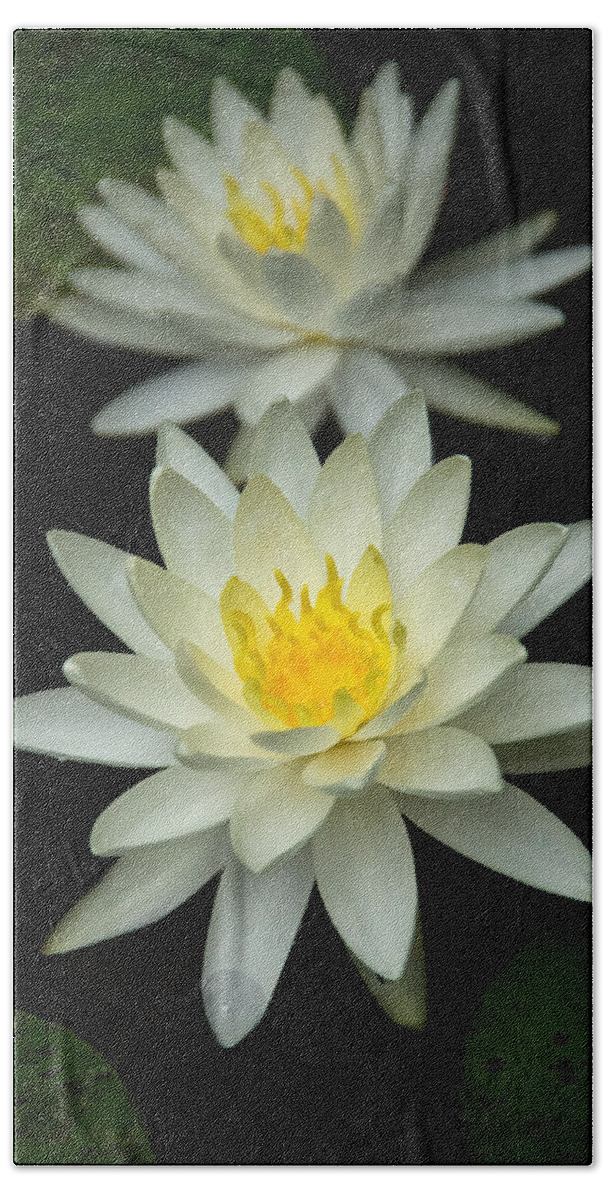 Water Lily Hand Towel featuring the photograph Water Lily by Jemmy Archer