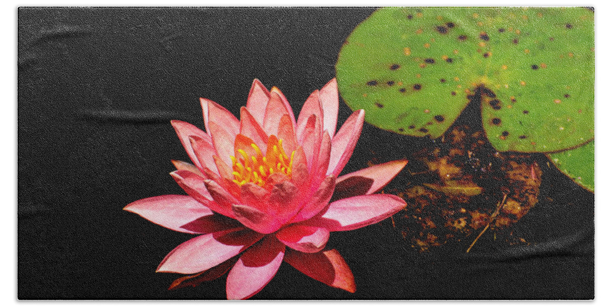 Water Lily Hand Towel featuring the photograph Water Lily by John Johnson