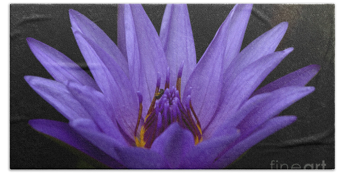 Water Lily Hand Towel featuring the photograph Water Lily Photo by Meg Rousher