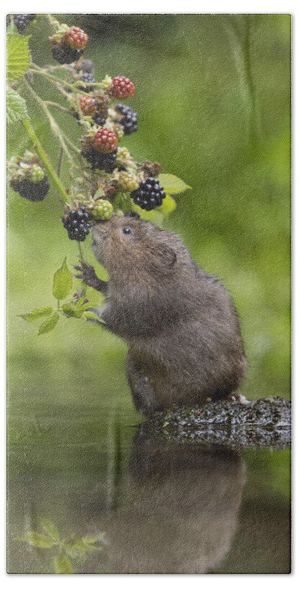 Nis Hand Towel featuring the photograph Water Vole Eating Blackberries Kent Uk by Penny Dixie