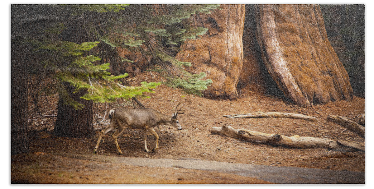 Deer Hand Towel featuring the photograph Welcome home - Sequoia National Forest by Angela Stanton