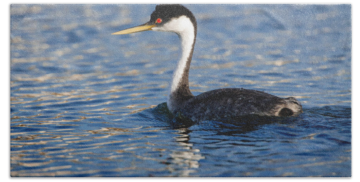 Western Grebe Hand Towel featuring the photograph Western Grebe by Jack Bell