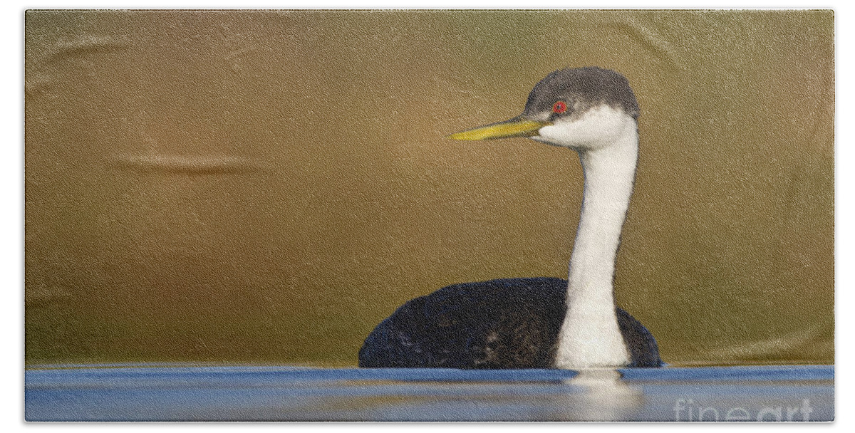Grebe Bath Towel featuring the photograph Western Grebe on the Lake by Bryan Keil