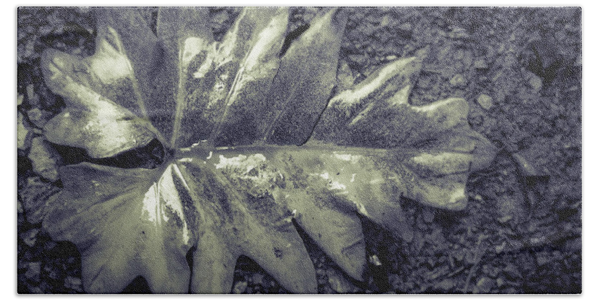 Flora Bath Towel featuring the photograph Wet leaf by Gareth Burge Photography
