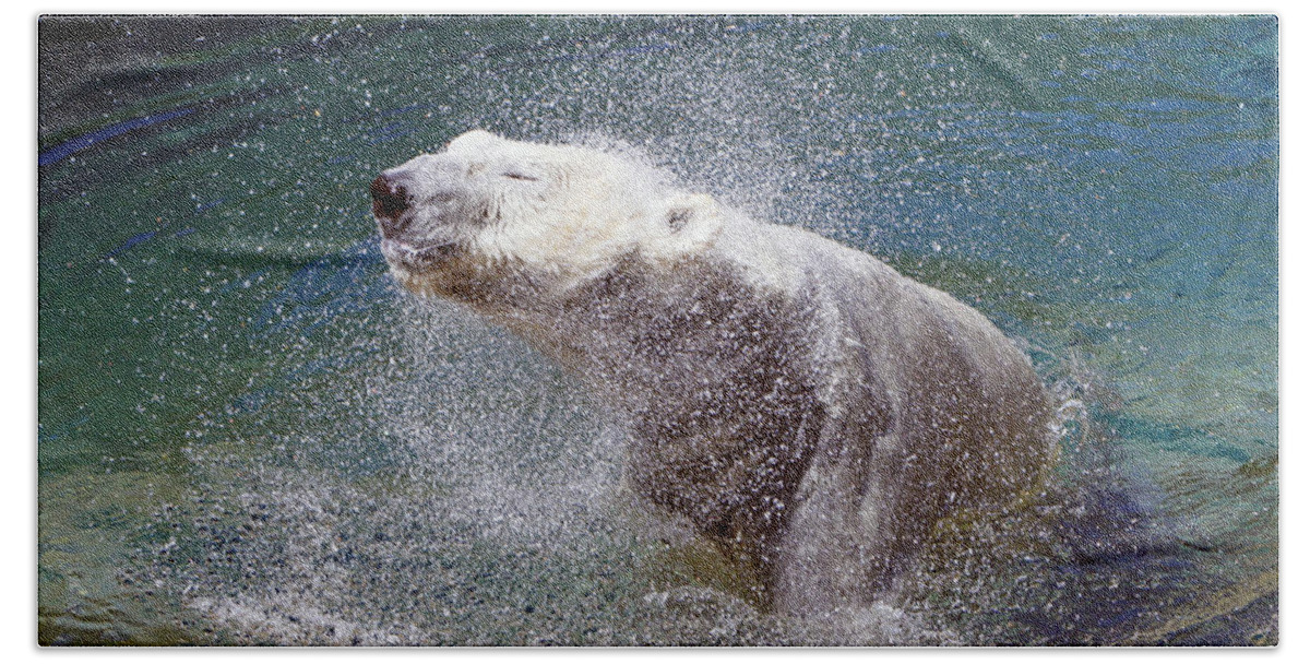 Polar Bear Bath Towel featuring the photograph Wet Polar Bear by Shoal Hollingsworth