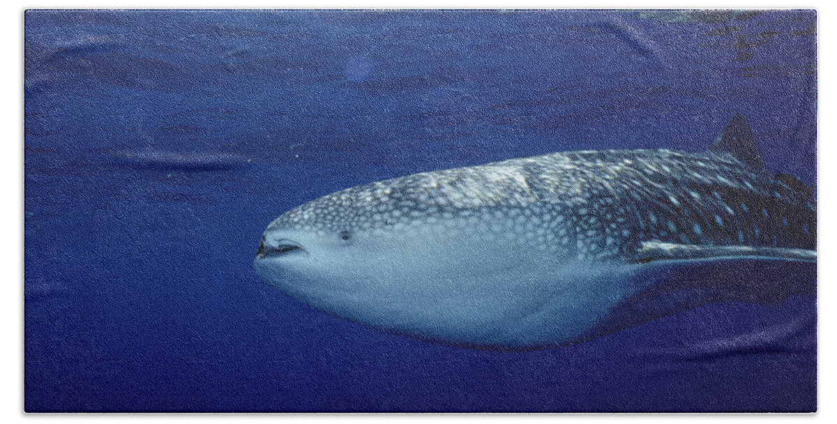 Feb0514 Bath Towel featuring the photograph Whale Shark Portrait Cocos Isl Costa by Flip Nicklin