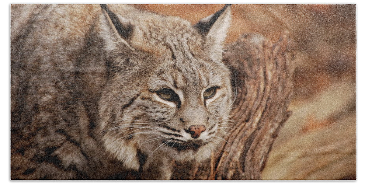 Bobcat Hand Towel featuring the photograph What A Face by Lori Tambakis