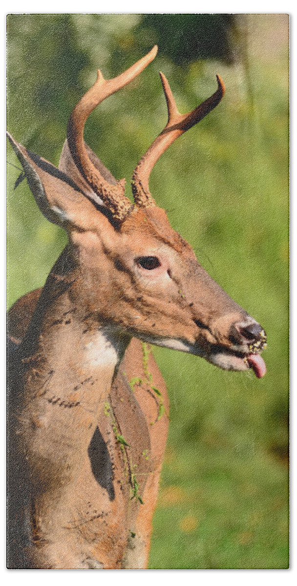 Deer Hand Towel featuring the photograph What A Mess by Lori Tambakis