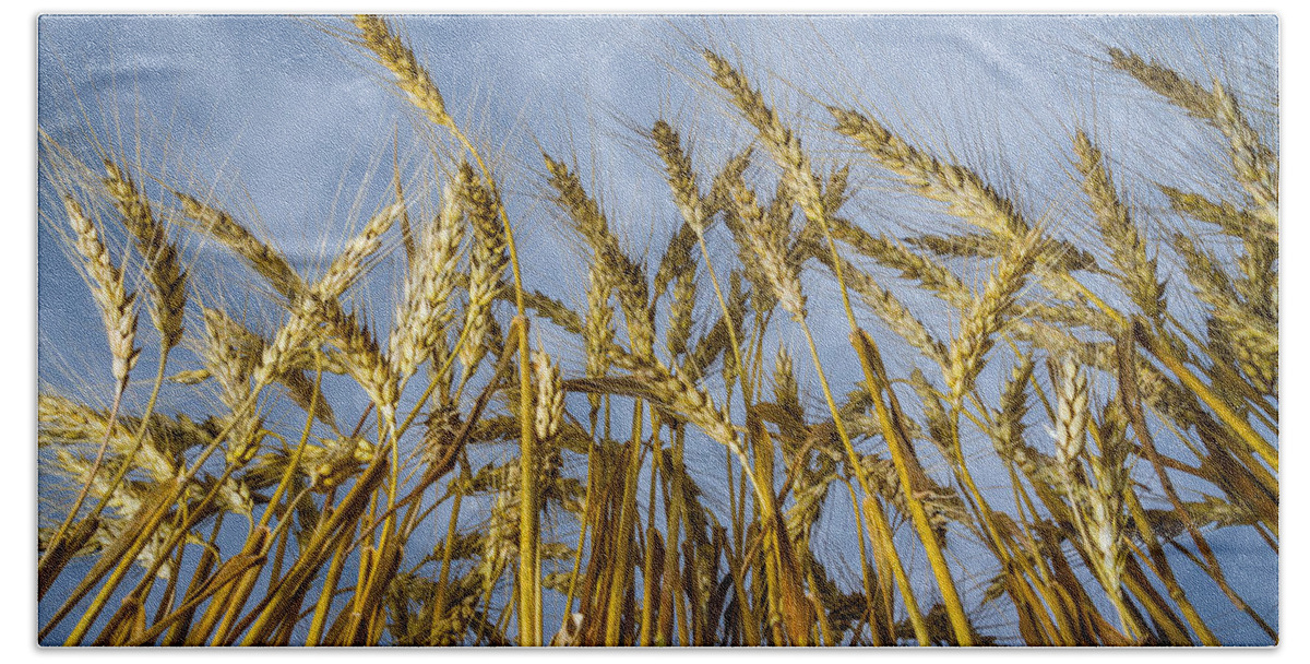 Art Bath Towel featuring the photograph Wheat Standing Tall by Ron Pate