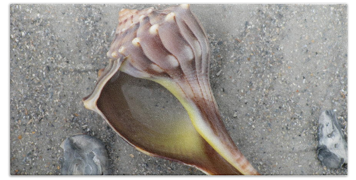 Landscape Hand Towel featuring the photograph Whelk with Sand by Ellen Meakin