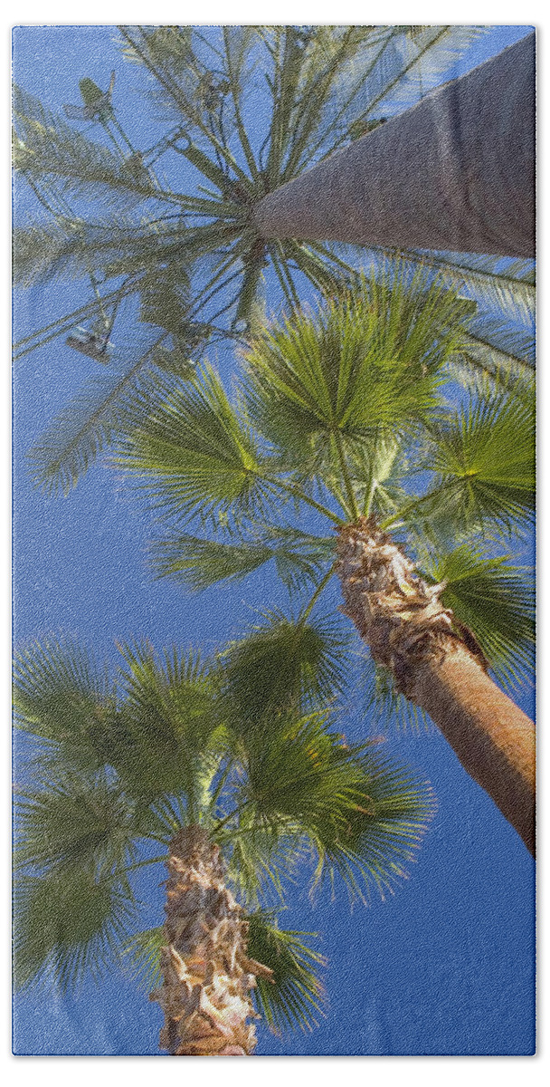 Palm Trees Bath Towel featuring the photograph Which one doesnt belong 1 by Scott Campbell