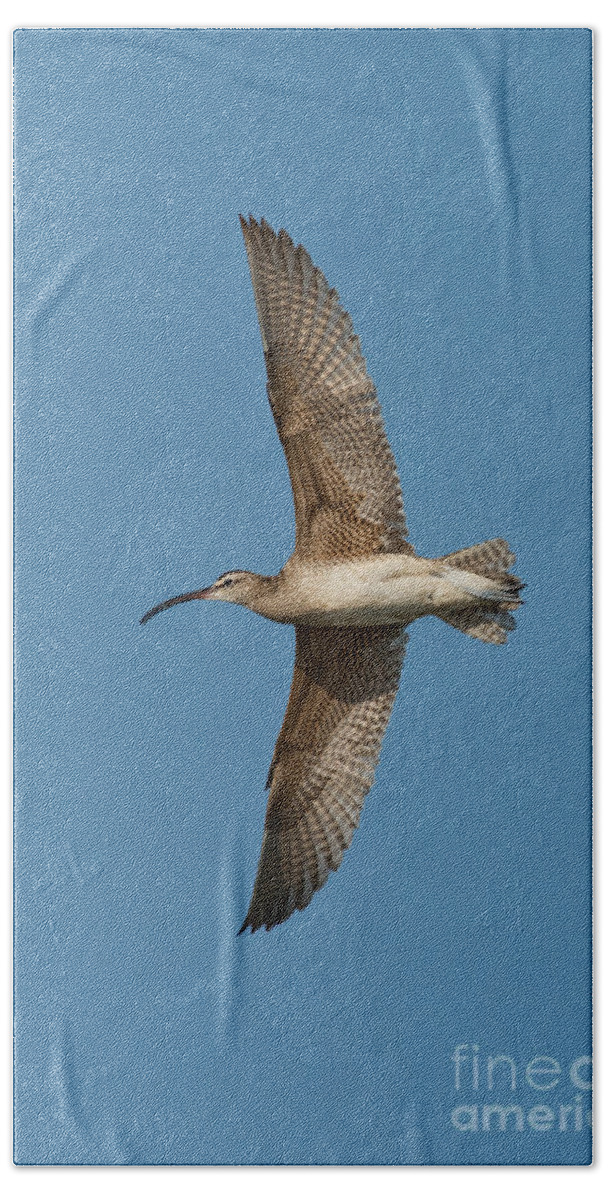 Fauna Bath Towel featuring the photograph Whimbrel In Flight by Anthony Mercieca