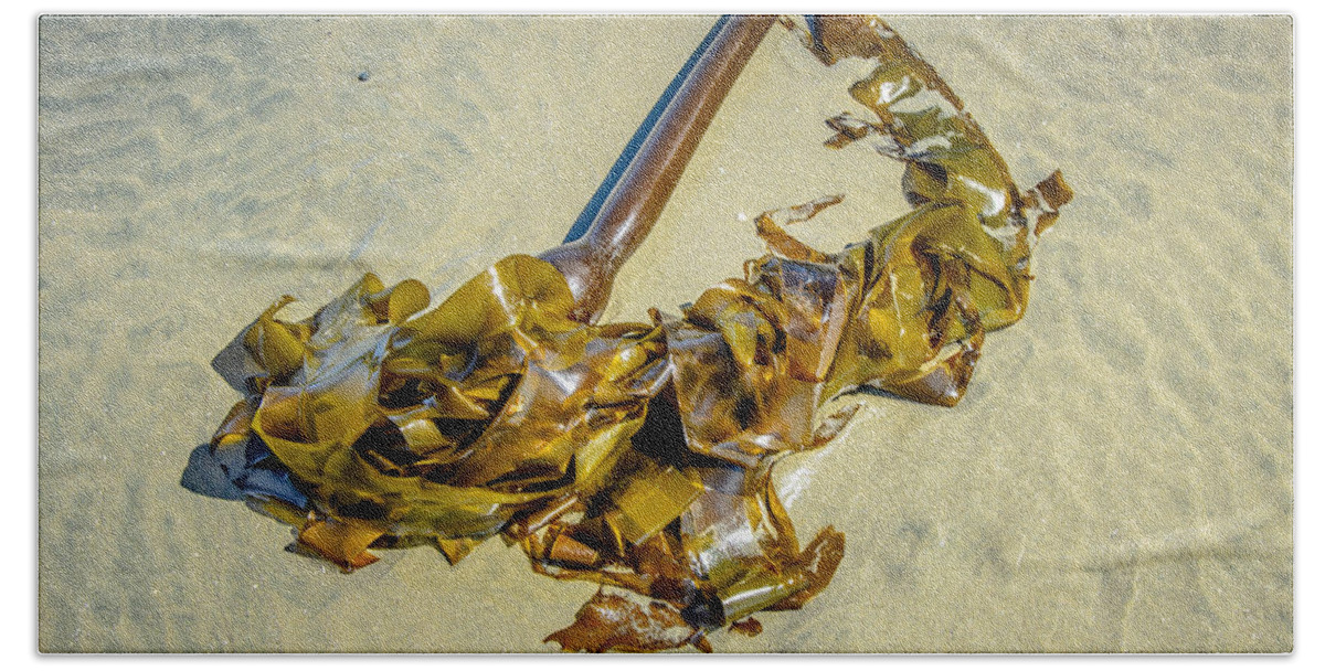 Bull Kelp Hand Towel featuring the photograph Whipped Up On Shore by Roxy Hurtubise
