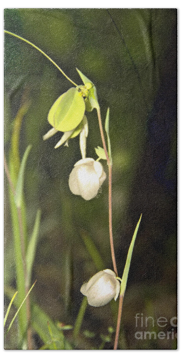 Wildflowers; Globes; Nature; Green; White Bath Towel featuring the photograph Whispers by Kathy McClure