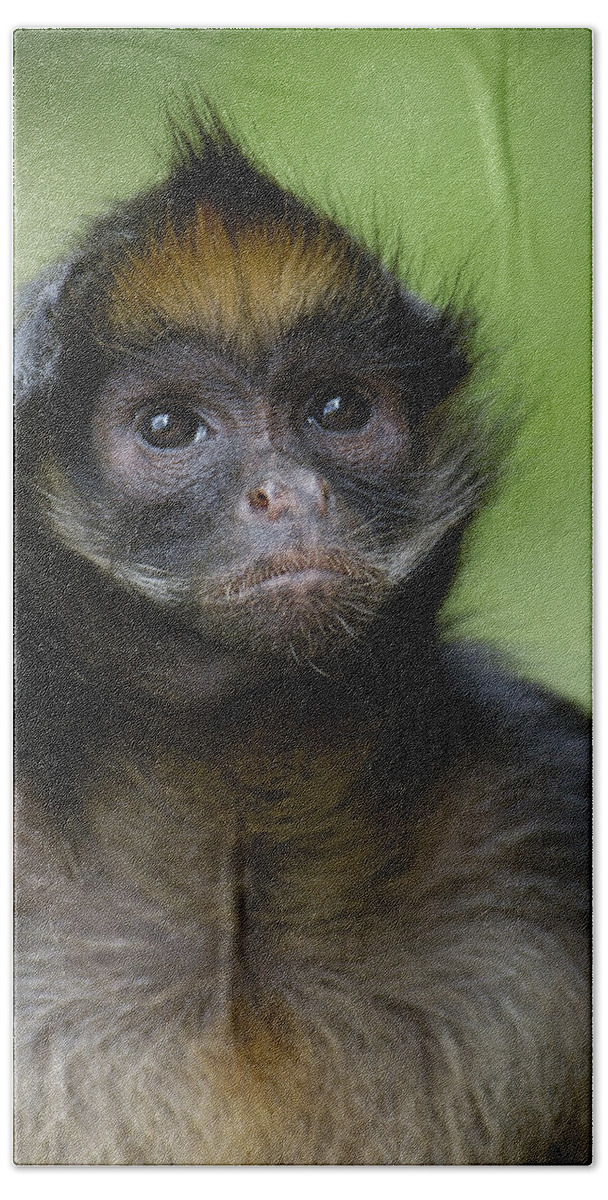 Feb0514 Bath Towel featuring the photograph White-bellied Spider Monkey Amazonia by Pete Oxford