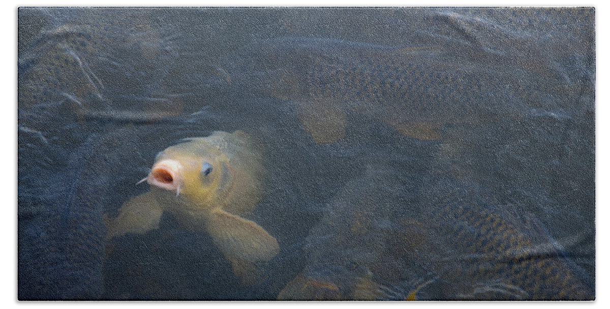 Fish Bath Towel featuring the photograph White carp in the lake by Flees Photos