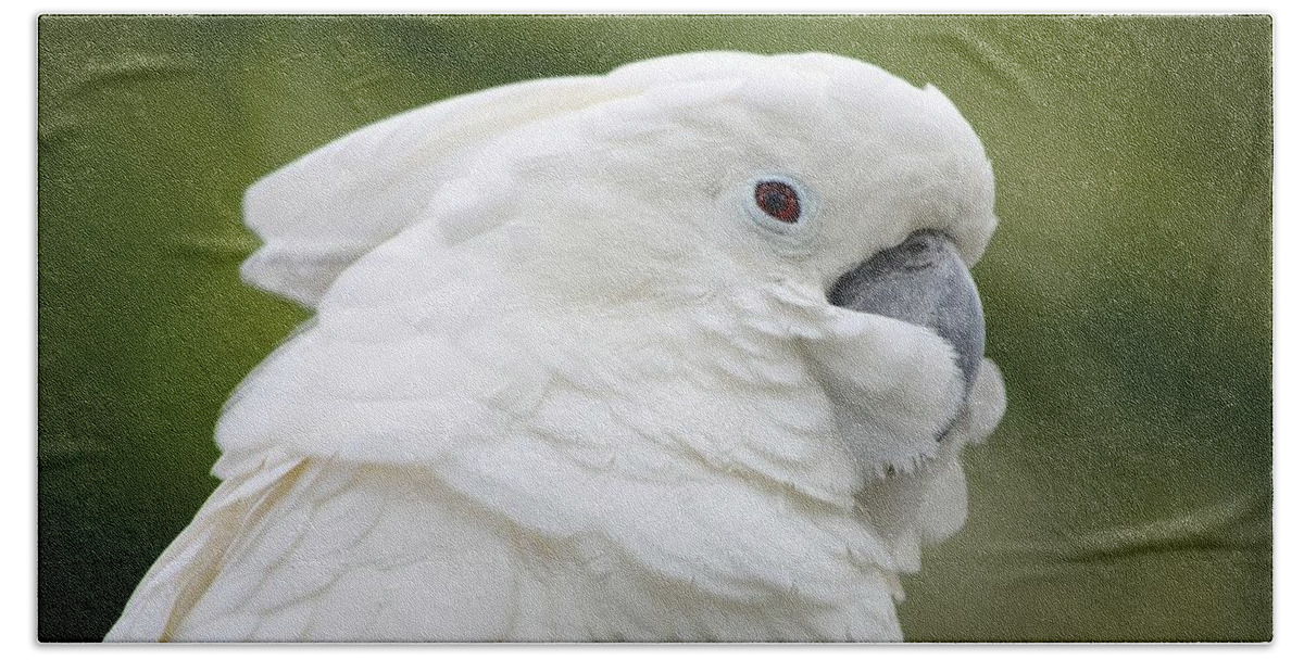 St. Augustine Bath Towel featuring the photograph White Cockatoo Profile by Richard Bryce and Family